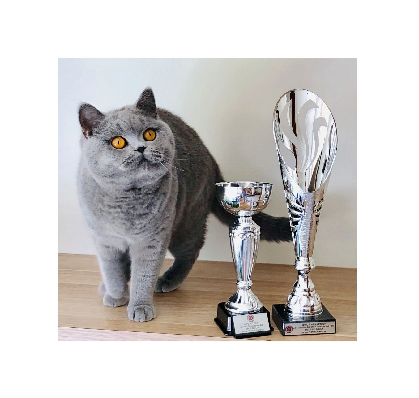 Miriella best sale british shorthair